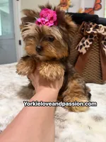 Babydoll sable female , a female Yorkshire Terrier for sale in Pensacola, FL – 4 of 10