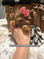 Blue Merle female , a female Yorkshire Terrier for sale in Pensacola, FL – 3 of 10