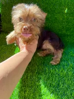 Chocolate male , a male Yorkshire Terrier for sale in Pensacola, FL – 8 of 9