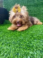 Chocolate Merle male , a male Yorkshire Terrier for sale in Pensacola, FL – 6 of 9