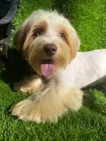 Coopee, a male Yorkshire Terrier for sale in Pensacola, FL – 3 of 10