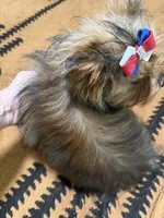 Sable male , a male Yorkshire Terrier for sale in Pensacola, FL – 7 of 10