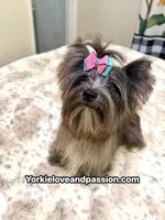 black Merle tweed female , a female Yorkshire Terrier for sale in Pensacola, FL – 7 of 9
