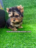 Babydoll traditional female , a female Yorkshire Terrier for sale in Pensacola, FL – 5 of 10