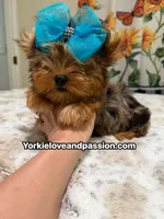 Blue Merle male , a male Yorkshire Terrier for sale in Pensacola, FL – 8 of 10