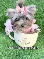 Xsmall black Merle female , a female Yorkshire Terrier for sale in Pensacola, FL – 5 of 10
