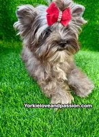 Black Merle female , a female Yorkshire Terrier for sale in Pensacola, FL – 6 of 10