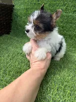 Parti female , a female Yorkshire Terrier for sale in Pensacola, FL – 10 of 10