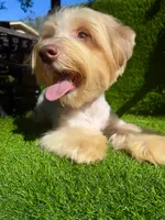 Coopee, a male Yorkshire Terrier for sale in Pensacola, FL – 7 of 10