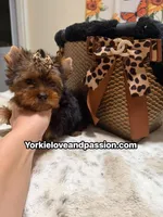 Traditional female , a female Yorkshire Terrier for sale in Pensacola, FL – 3 of 10