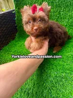 Chocolate female , a female Yorkshire Terrier for sale in Pensacola, FL – 5 of 10