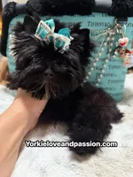 Small black male , a male Yorkshire Terrier for sale in Pensacola, FL – 8 of 10