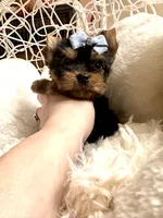 Bruno, a male Yorkshire Terrier for sale in Pensacola, FL – Photo 5 of 8