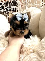 Bruno, a male Yorkshire Terrier for sale in Pensacola, FL – Photo 8 of 8