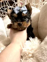 Bruno, a male Yorkshire Terrier for sale in Pensacola, FL – Photo 7 of 8