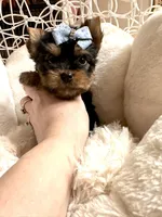 Bruno, a male Yorkshire Terrier for sale in Pensacola, FL – Photo 2 of 8