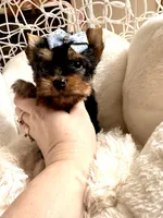 Bruno, a male Yorkshire Terrier for sale in Pensacola, FL – Photo 6 of 8