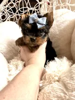 Bruno, a male Yorkshire Terrier for sale in Pensacola, FL – Photo 4 of 8