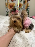 Small blue  Merle female , a female Yorkshire Terrier for sale in Pensacola, FL – 3 of 10