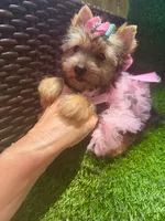 Moly traditional female , a female Yorkshire Terrier for sale in Pensacola, FL – 3 of 10