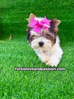 Small Parti female , a female Yorkshire Terrier for sale in Pensacola, FL – 10 of 10