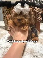 Blue Merle female , a female Yorkshire Terrier for sale in Pensacola, FL – 7 of 10