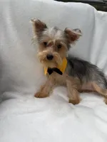 Bruno , a male Yorkshire Terrier for sale in Pensacola, FL – 4 of 10
