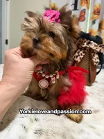 Babydoll sable female , a female Yorkshire Terrier for sale in Pensacola, FL – 5 of 10