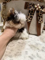 Xxxxsmall chocolate Parti female, a female Yorkshire Terrier for sale in Pensacola, FL – 8 of 10
