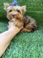 Chocolate Merle male , a male Yorkshire Terrier for sale in Pensacola, FL – 4 of 10