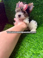 Small Parti female , a female Yorkshire Terrier for sale in Pensacola, FL – 6 of 10