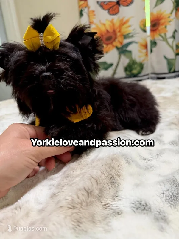 Solid black male – Yorkshire Terrier puppy for sale in Pensacola, FL