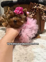 Blue Merle female , a female Yorkshire Terrier for sale in Pensacola, FL – 9 of 10