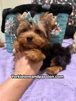 Traditional male , a male Yorkshire Terrier for sale in Pensacola, FL – 3 of 10