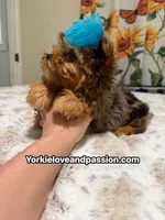 Blue Merle male , a male Yorkshire Terrier for sale in Pensacola, FL – 4 of 10