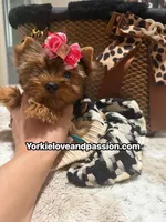 Blue Merle female , a female Yorkshire Terrier for sale in Pensacola, FL – 8 of 10