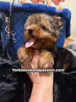 Traditional male , a male Yorkshire Terrier for sale in Pensacola, FL – 6 of 10