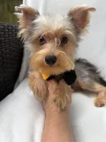 Bruno , a male Yorkshire Terrier for sale in Pensacola, FL – 8 of 10