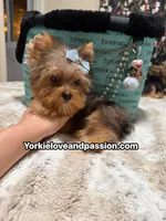Blue Merle male , a male Yorkshire Terrier for sale in Pensacola, FL – 8 of 10