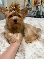 sable female, a female Yorkshire Terrier for sale in Pensacola, FL – 8 of 8