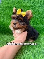 Small traditional female , a female Yorkshire Terrier for sale in Pensacola, FL – 7 of 10
