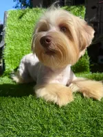 Coopee, a male Yorkshire Terrier for sale in Pensacola, FL – 9 of 10