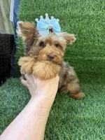Chocolate Merle male , a male Yorkshire Terrier for sale in Pensacola, FL – 6 of 10