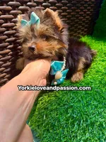 Xsmall traditional male , a male Yorkshire Terrier for sale in Pensacola, FL – 5 of 10