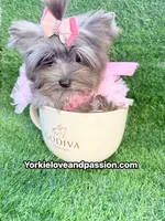 Xsmall black Merle female , a female Yorkshire Terrier for sale in Pensacola, FL – 2 of 10