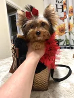 Small traditional female , a female Yorkshire Terrier for sale in Pensacola, FL – 10 of 10