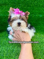 Small Parti female , a female Yorkshire Terrier for sale in Pensacola, FL – 5 of 10