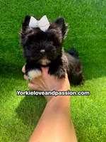 Black female , a female Yorkshire Terrier for sale in Pensacola, FL – 6 of 10