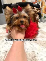 Small traditional female , a female Yorkshire Terrier for sale in Pensacola, FL – 8 of 10