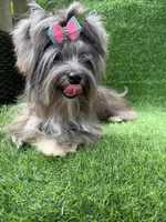 black Merle tweed female , a female Yorkshire Terrier for sale in Pensacola, FL – 8 of 10